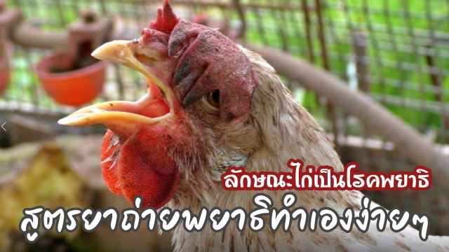 สูตรยาสมุนไพรถ่ายพยาธิไก่